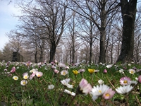 Giarrita - 20110423 008.jpg